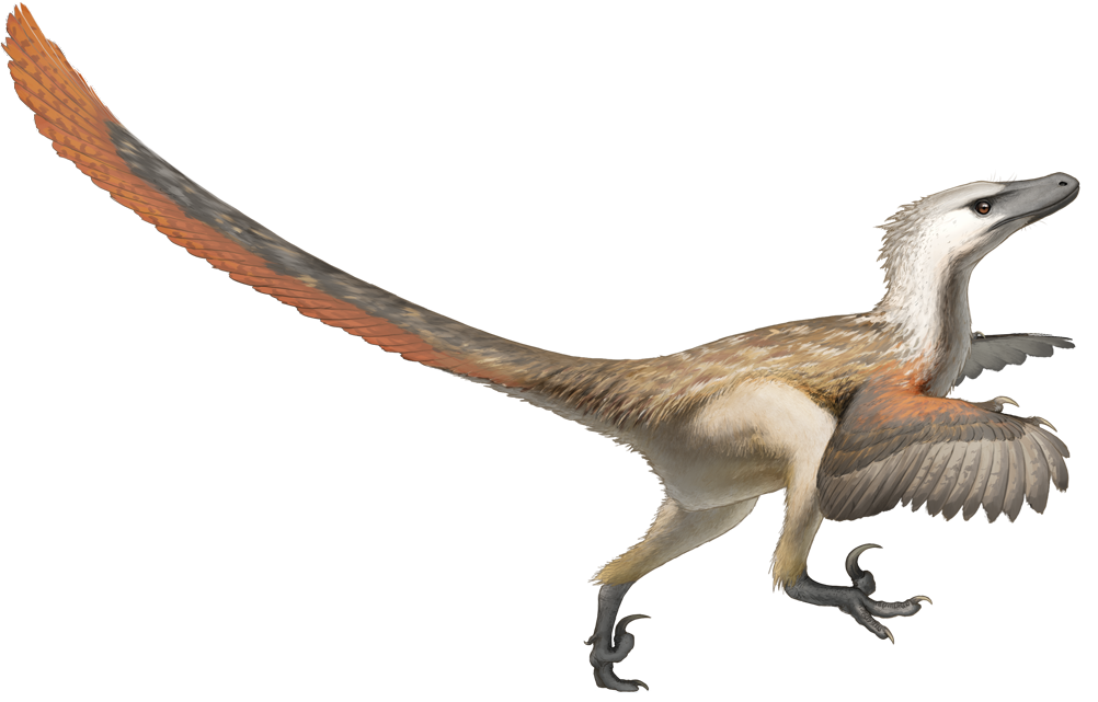 Artist rendition of Velociraptor