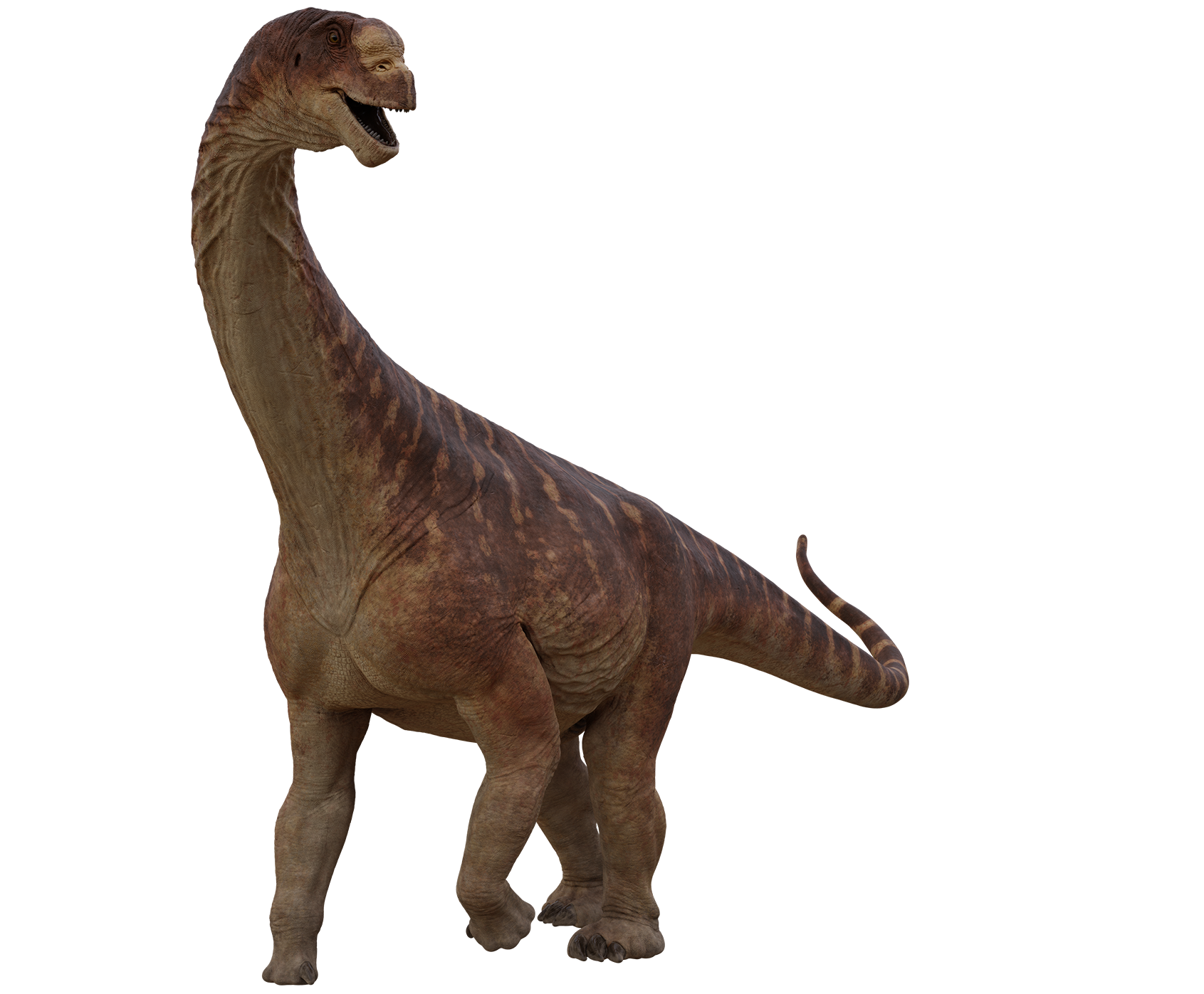 Accurate image of Camarasaurus with 360 view