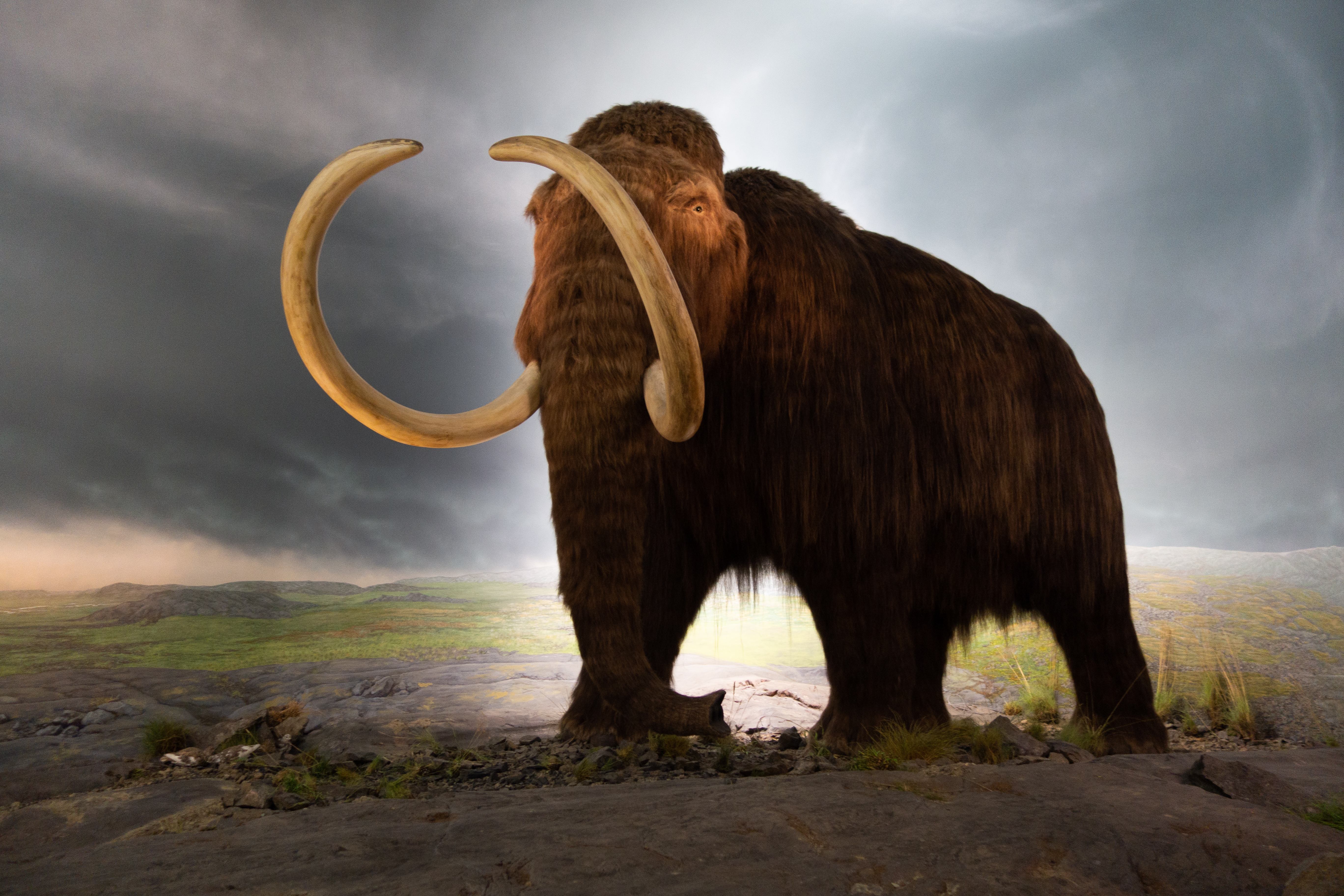 Woolly mammoth model at the Royal Victoria Museum, Victoria, British Columbia, Canada, 2018. Photo by Thomas Quine. Creative Commons Attribution 2.0 Generic license.