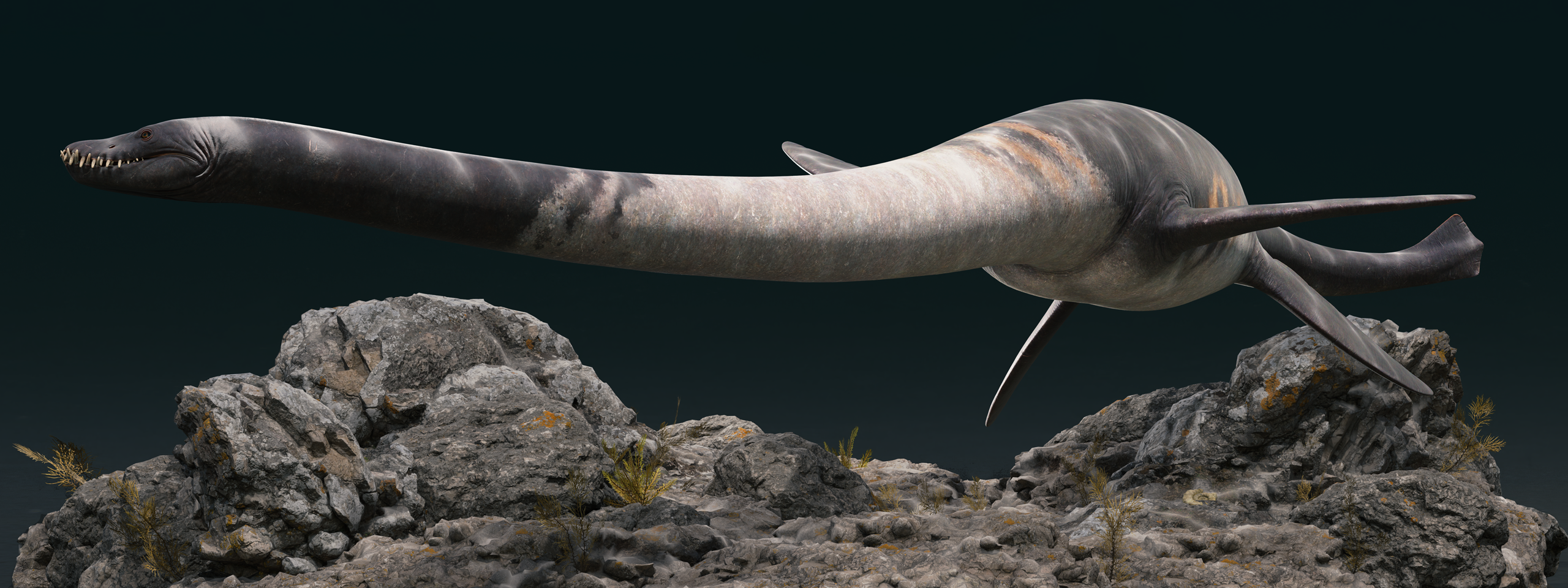 A side view of a Styxosaurus, genus of plesiosaur of the family Elasmosauridae swimming near some ocean rocks.