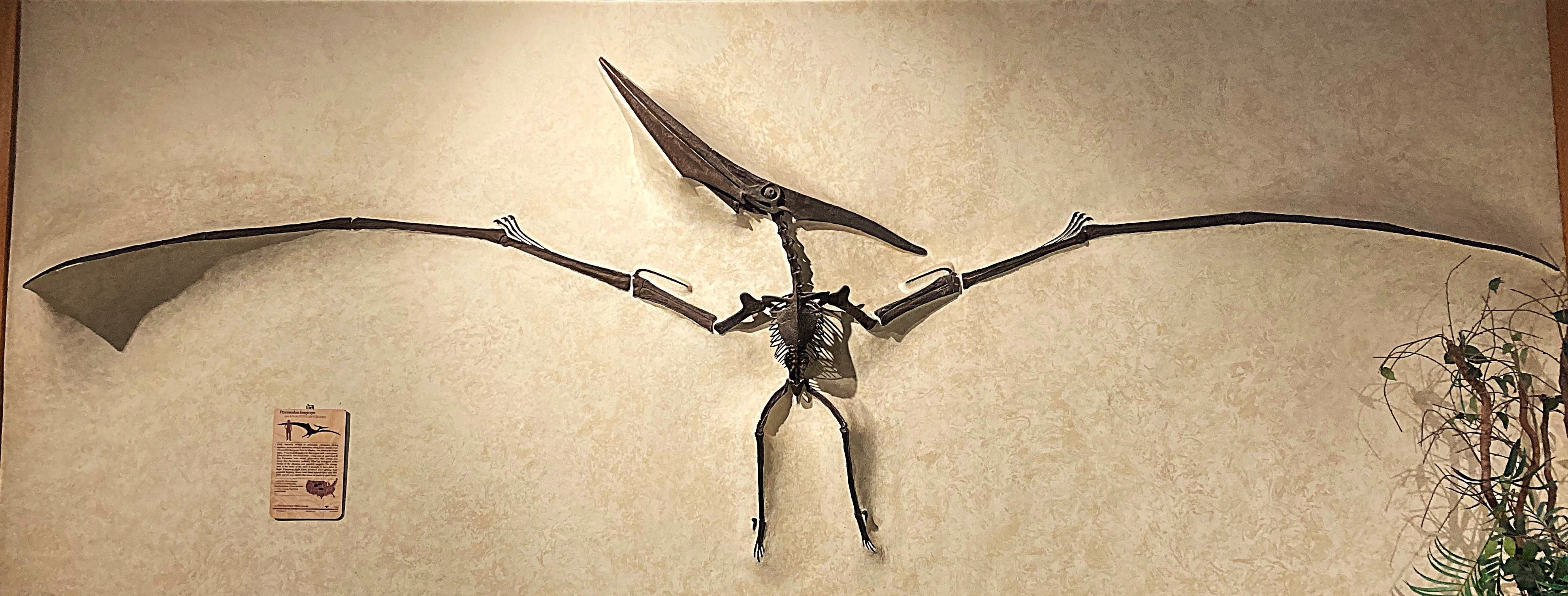 A Pteranodon skeleton at a museum
