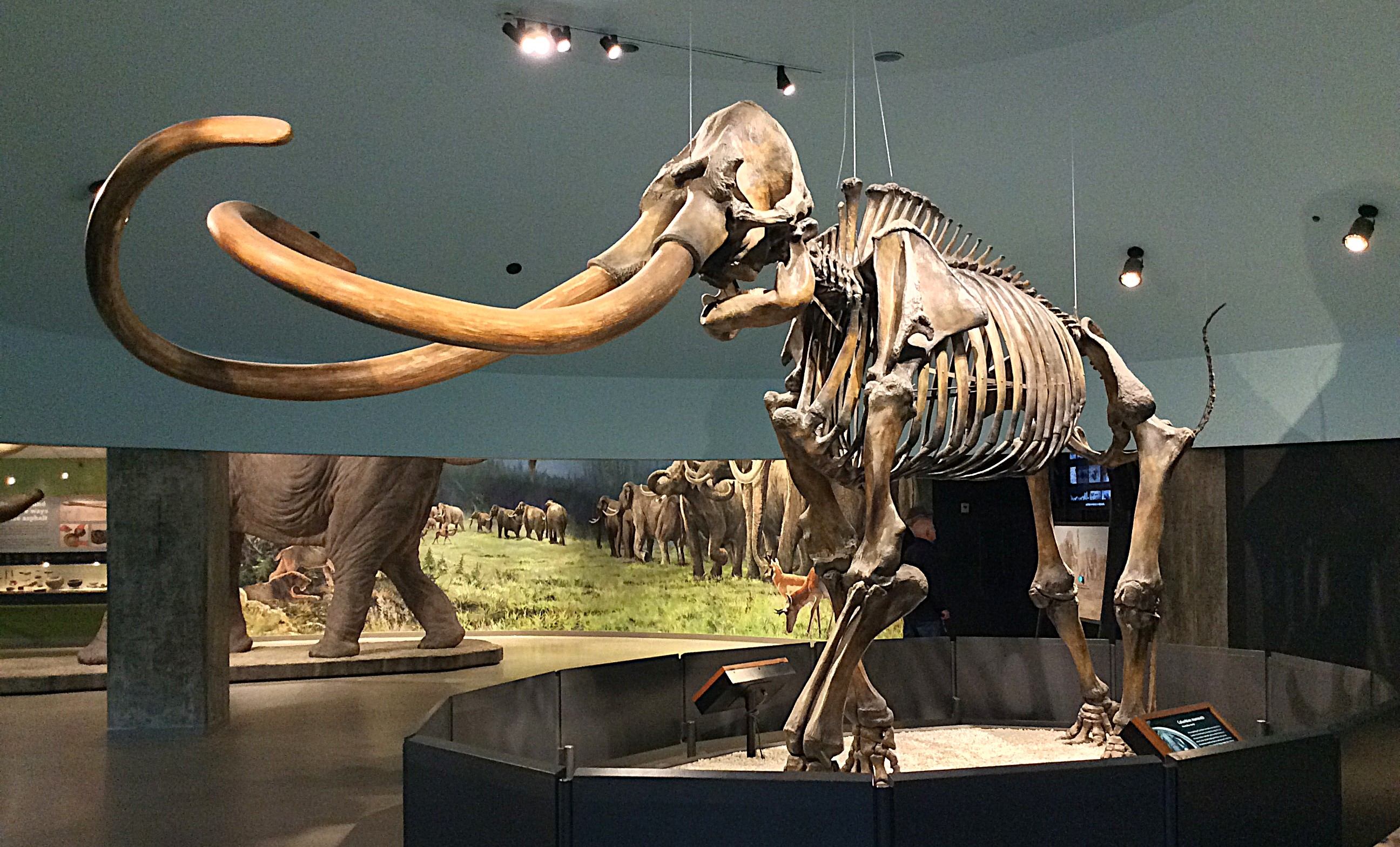 A mammoth skeleton at a museum
