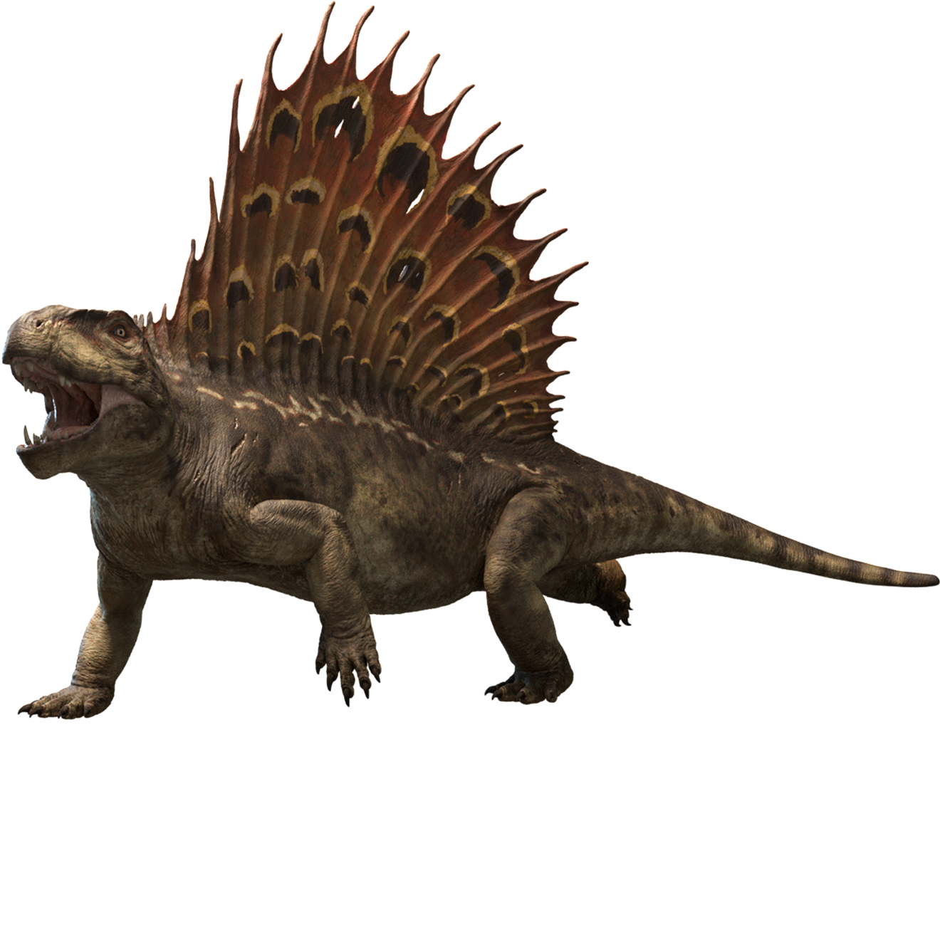 Accurate image of Dimetrodon with 360 view