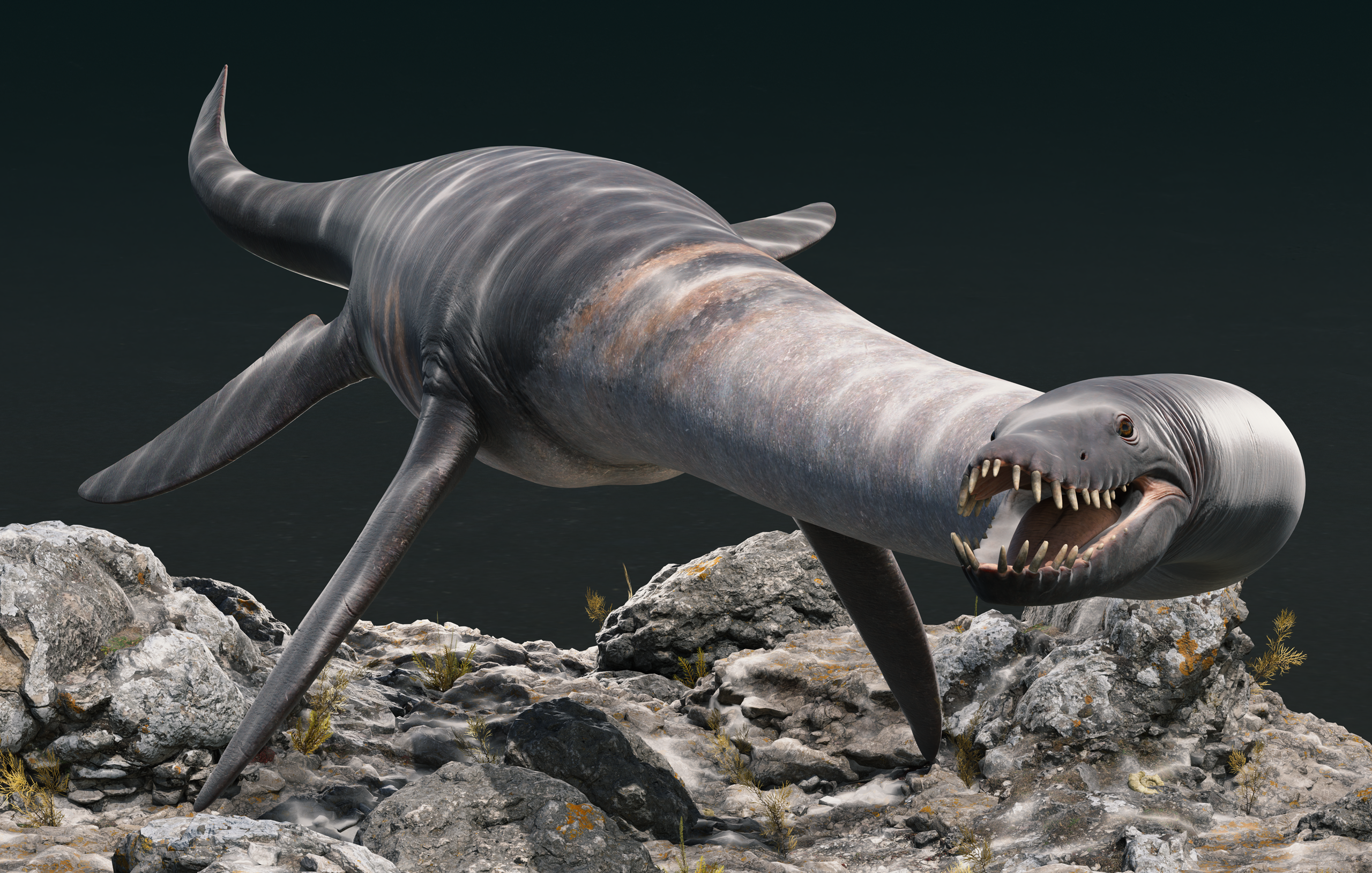 A front view of a Styxosaurus, genus of plesiosaur of the family Elasmosauridae, swimming next to some ocean rocks.