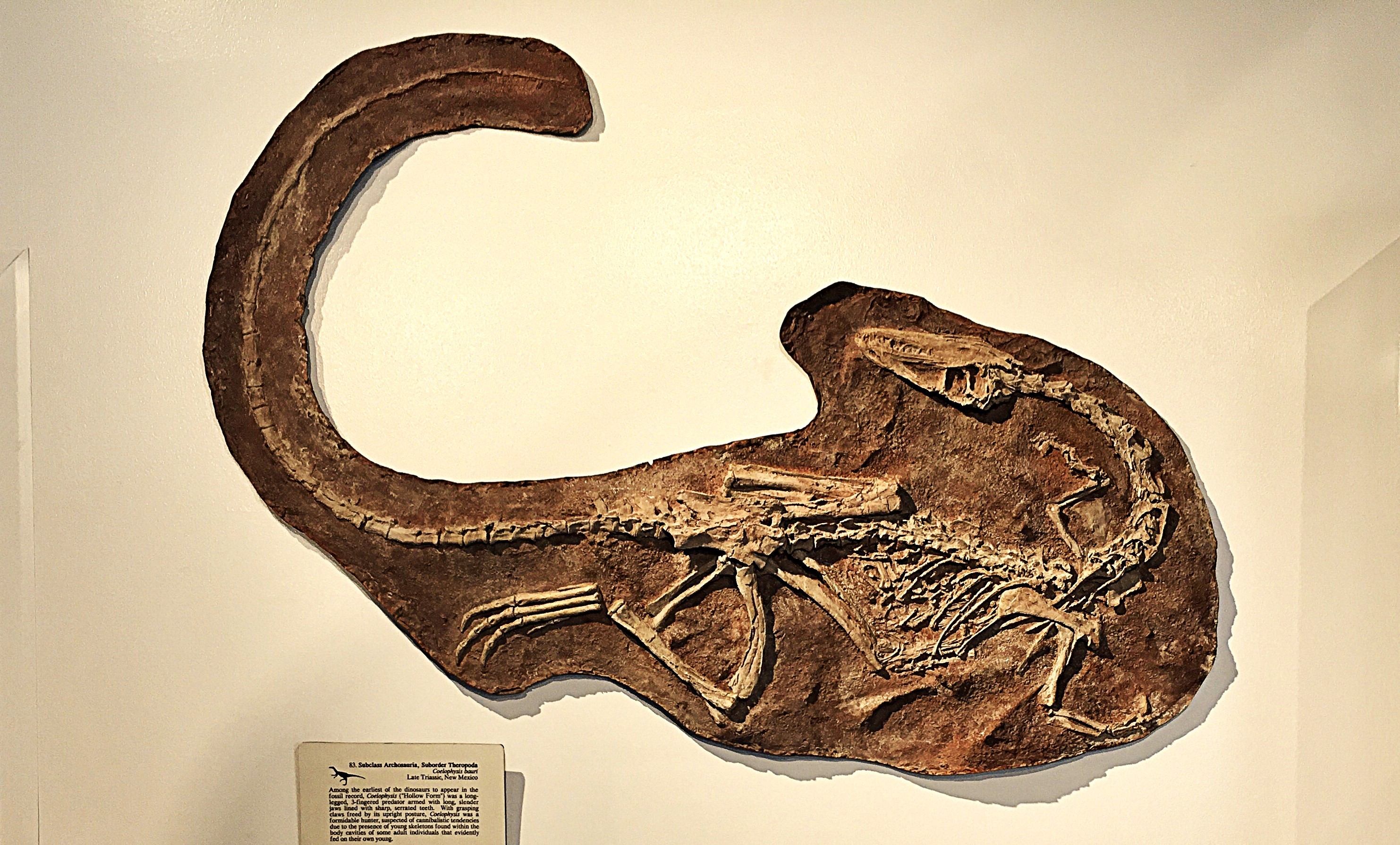 A Coelophysis skeleton at a museum