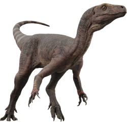 Eoraptor dinosaur
