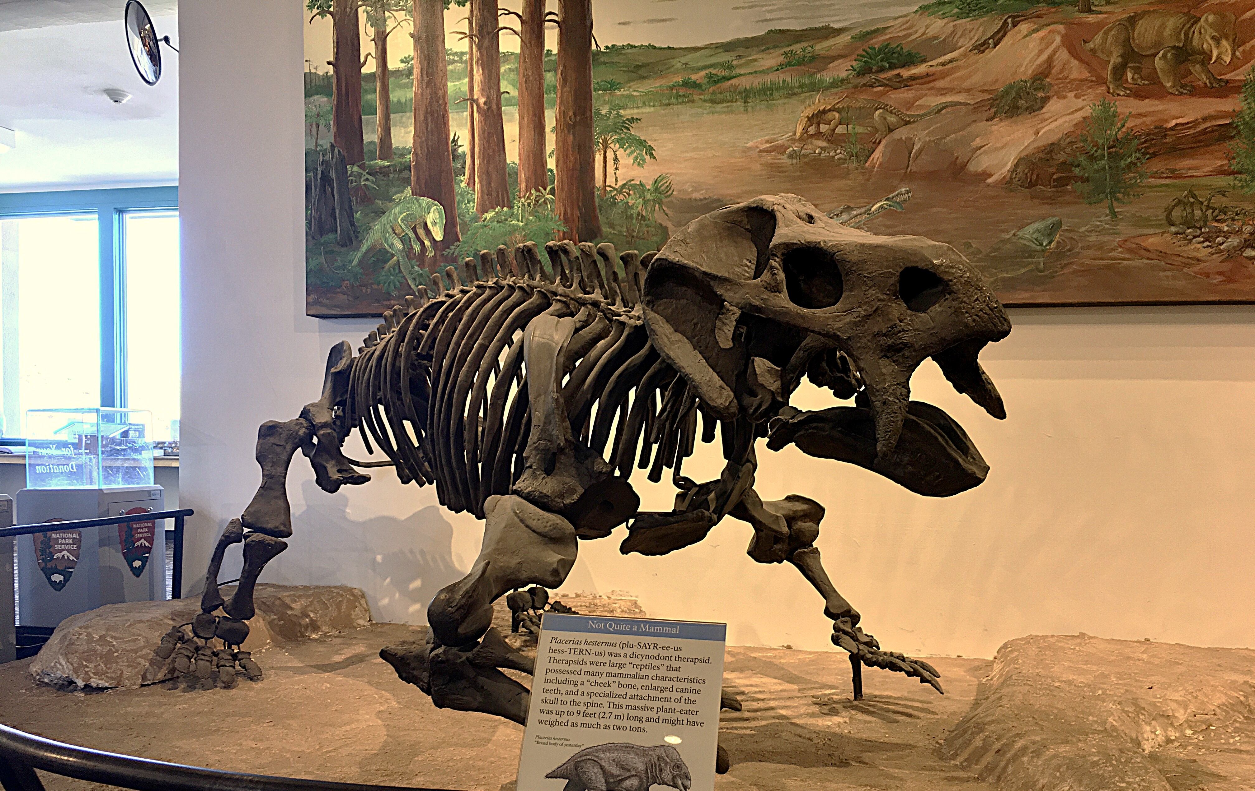 A Placerias skeleton at a museum