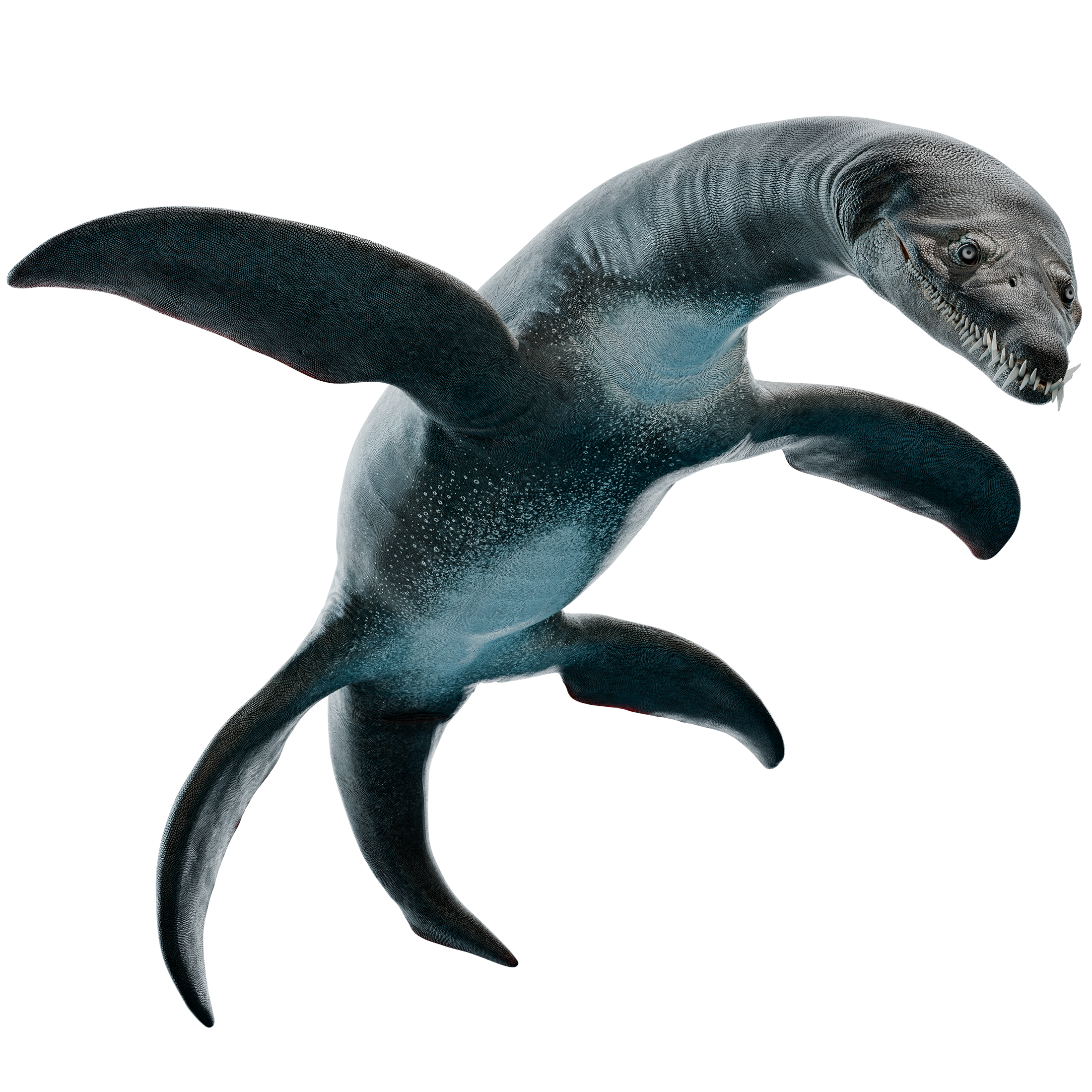 Accurate image of Rhomaleosaurus with 360 view