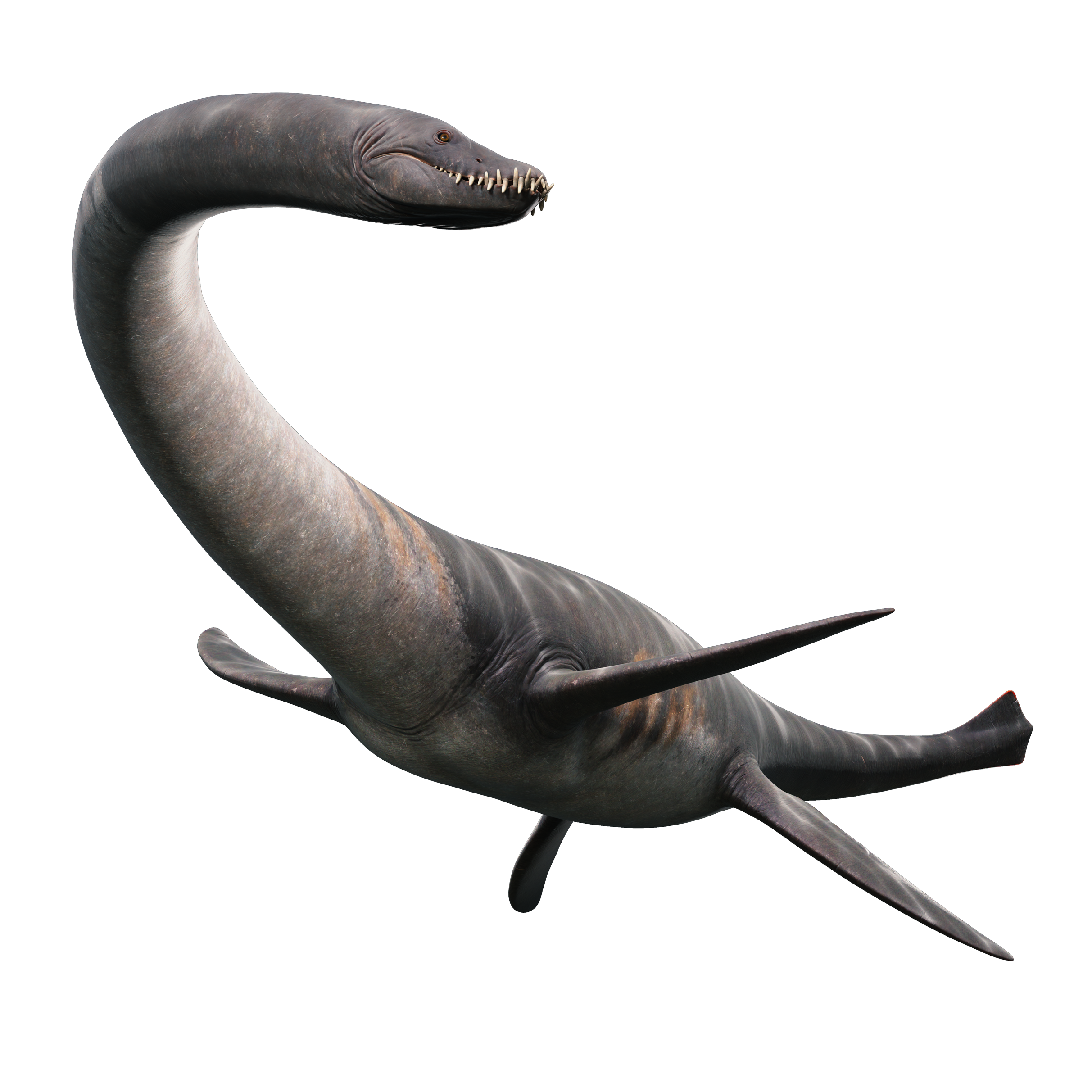 Accurate image of Styxosaurus with 360 view