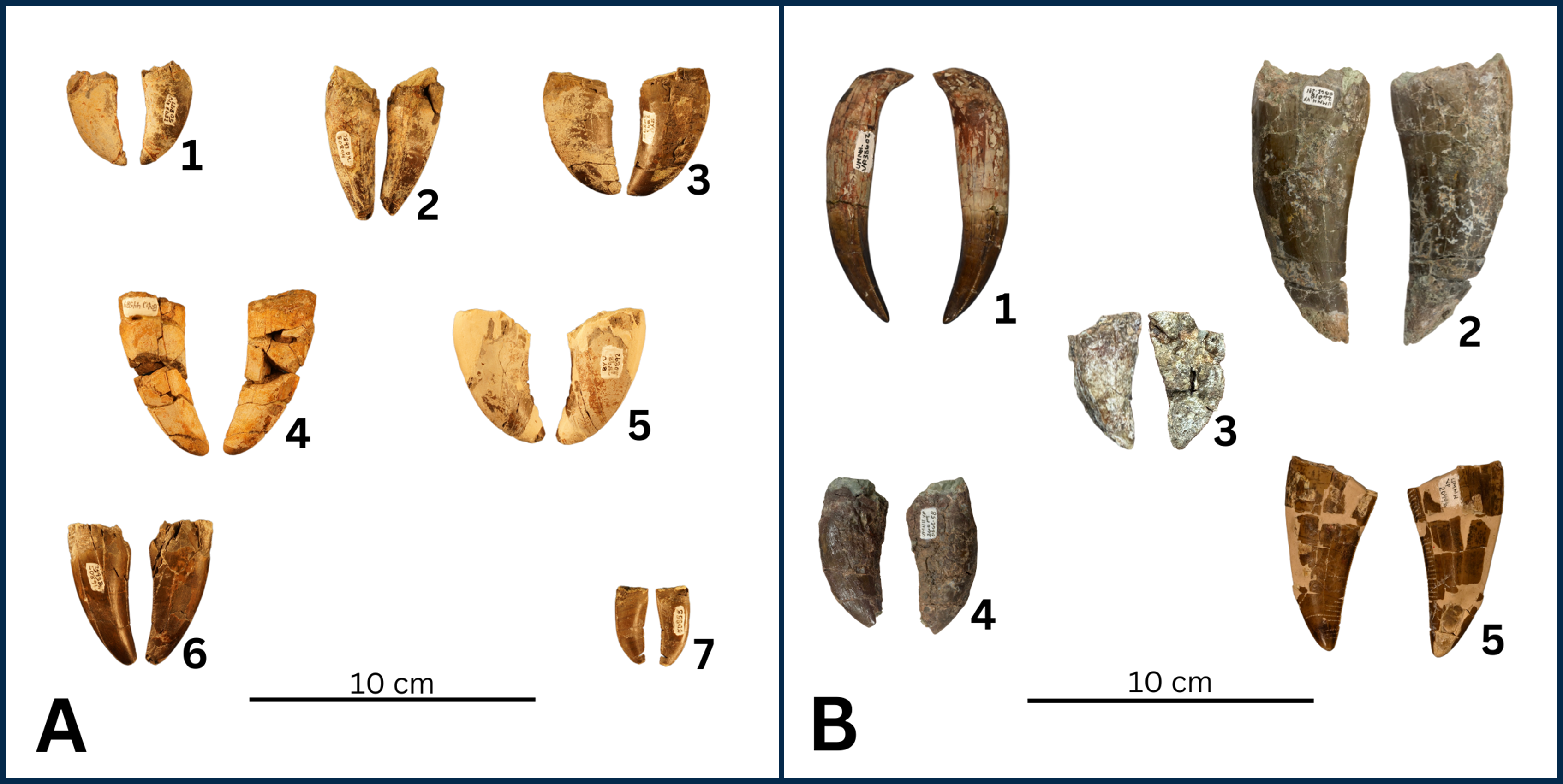 Theropod dinosaur teeth