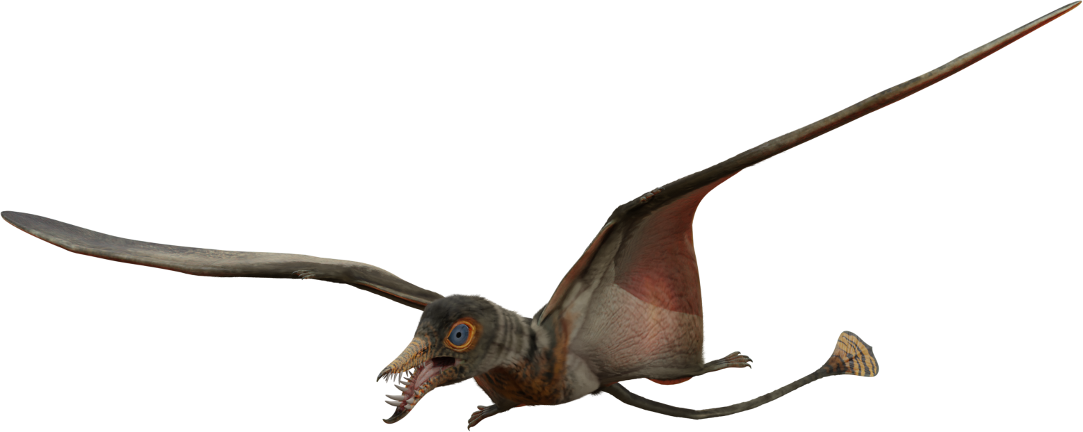 Accurate image of Rhamphorhynchus with 360 view