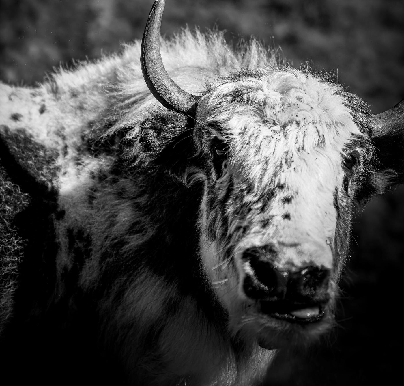 On the Trail of the Bengal Tiger in Bardia National Park