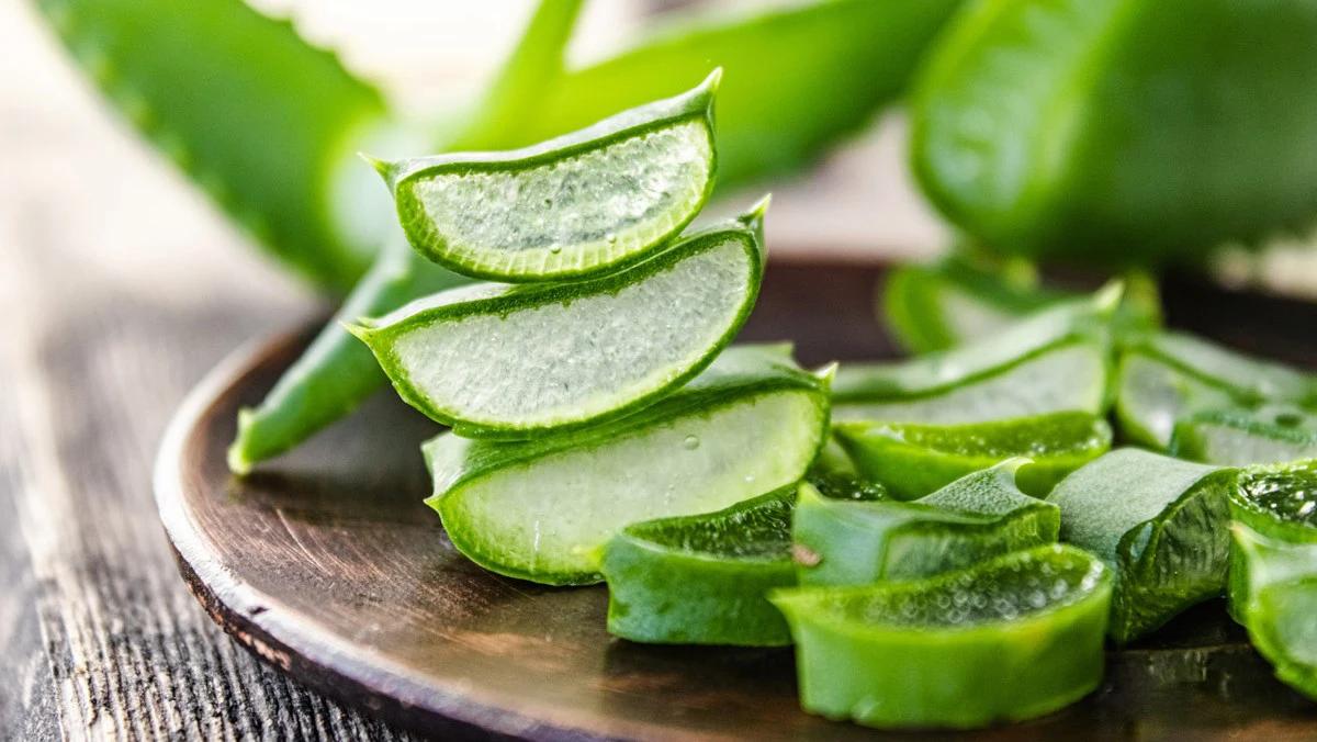 Sử dung nha đam điều tị mụn lưng 