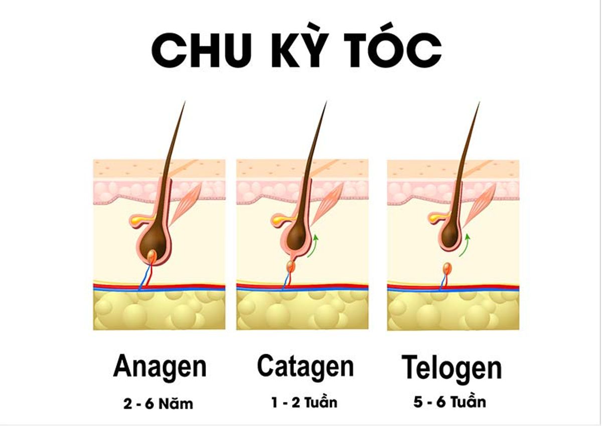 Chu kỳ phát triển của tóc 