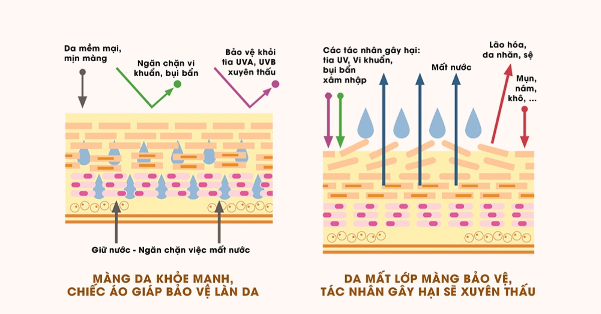 Khác biệt giữa màng da khỏe và màng da mất lớp bảo vệ