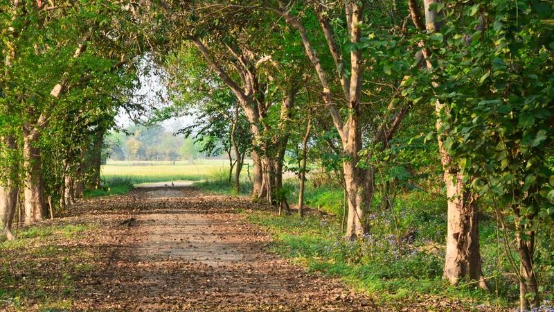 Environment and international trade