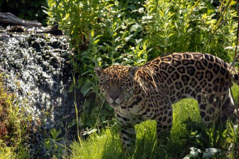 Jaguar en su habitat