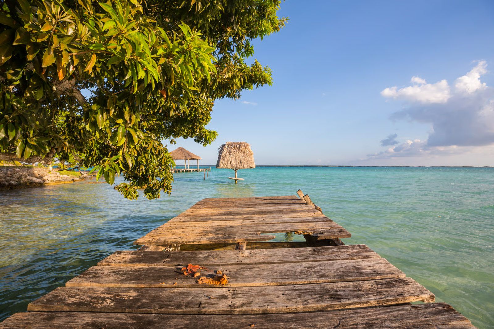 Roatán vivo