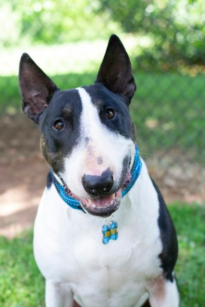 Fehér bullterrier napfényes teraszon