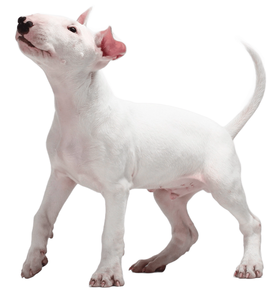 Fehér bullterrier