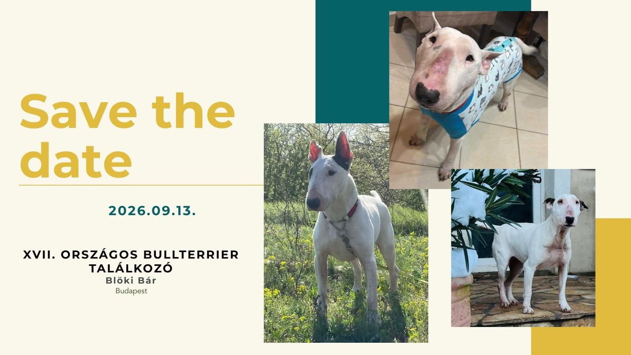 Az igazi bullys közösségi élmény, az Országos Bullterrier Találkozón és Pikniken! Bullterrierek az egész országból, a legmenőbb kiállítók, változatos programok, egy igazi bullys kaland vár ránk 2026. őszén is Budapesten, a Blöki Bár területèn.