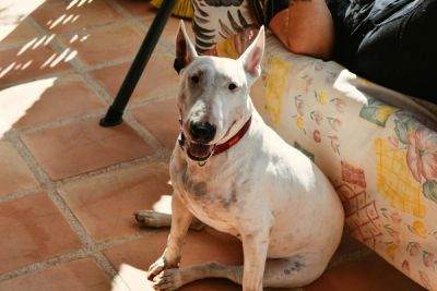 Brindle bullterrier vidám portréja