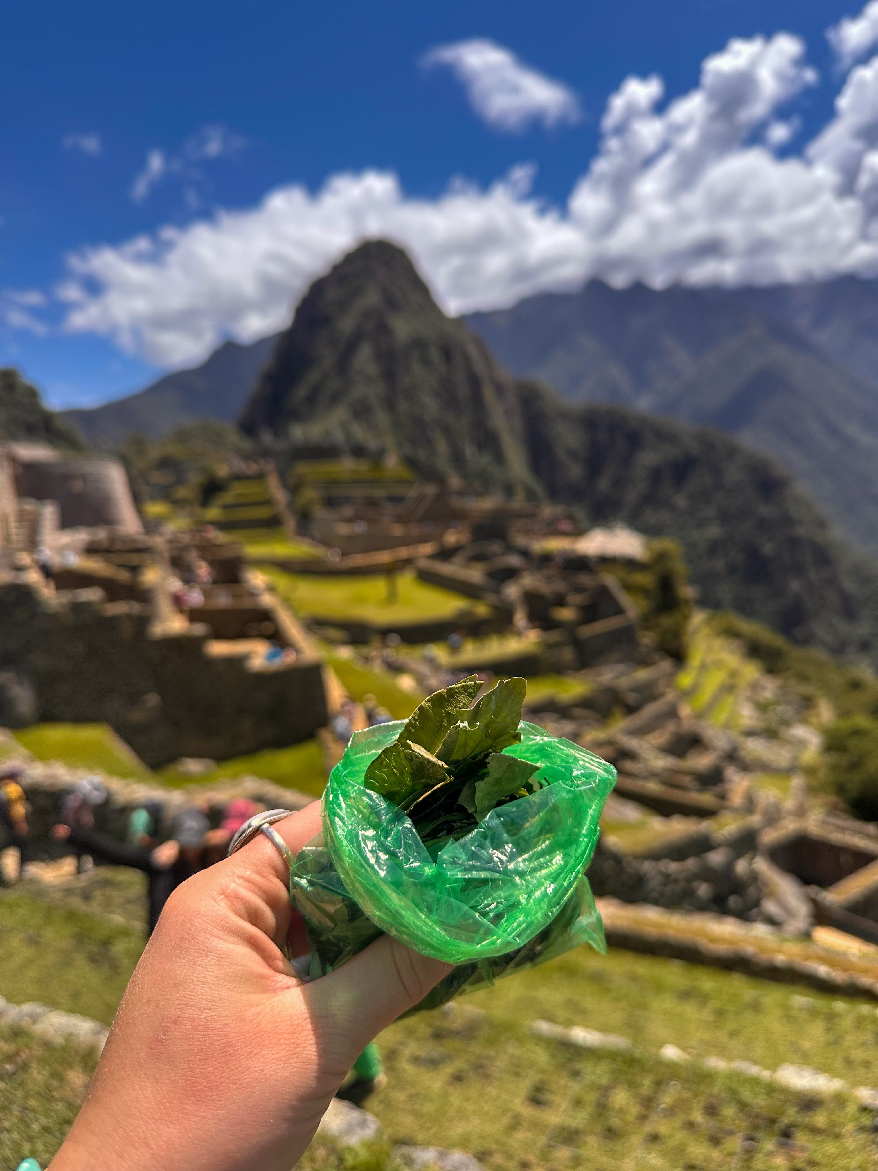 Hojas de coca en Machu Picchu