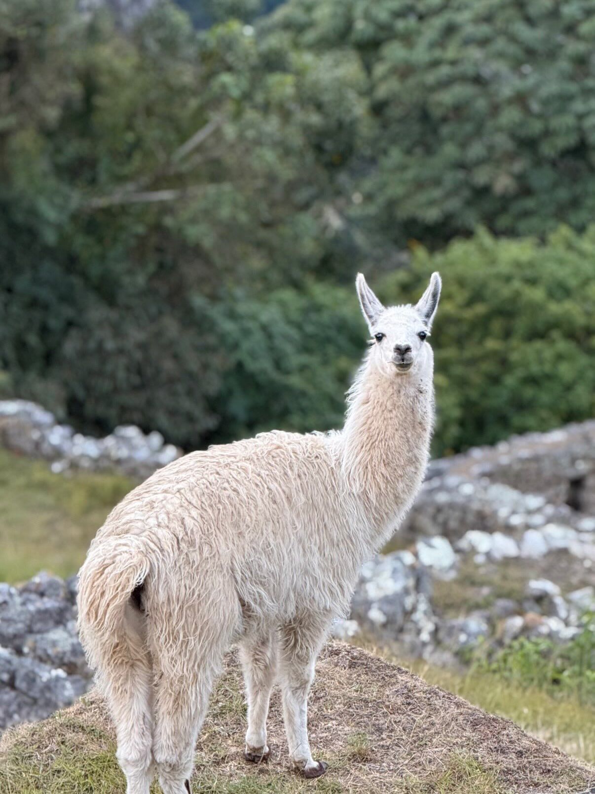 Flora y fauna de Machu Picchu: orquídeas, osos y colibríes