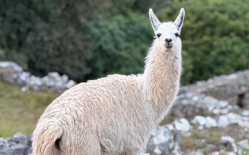 Flora y fauna de Machu Picchu: orquídeas, osos y colibríes