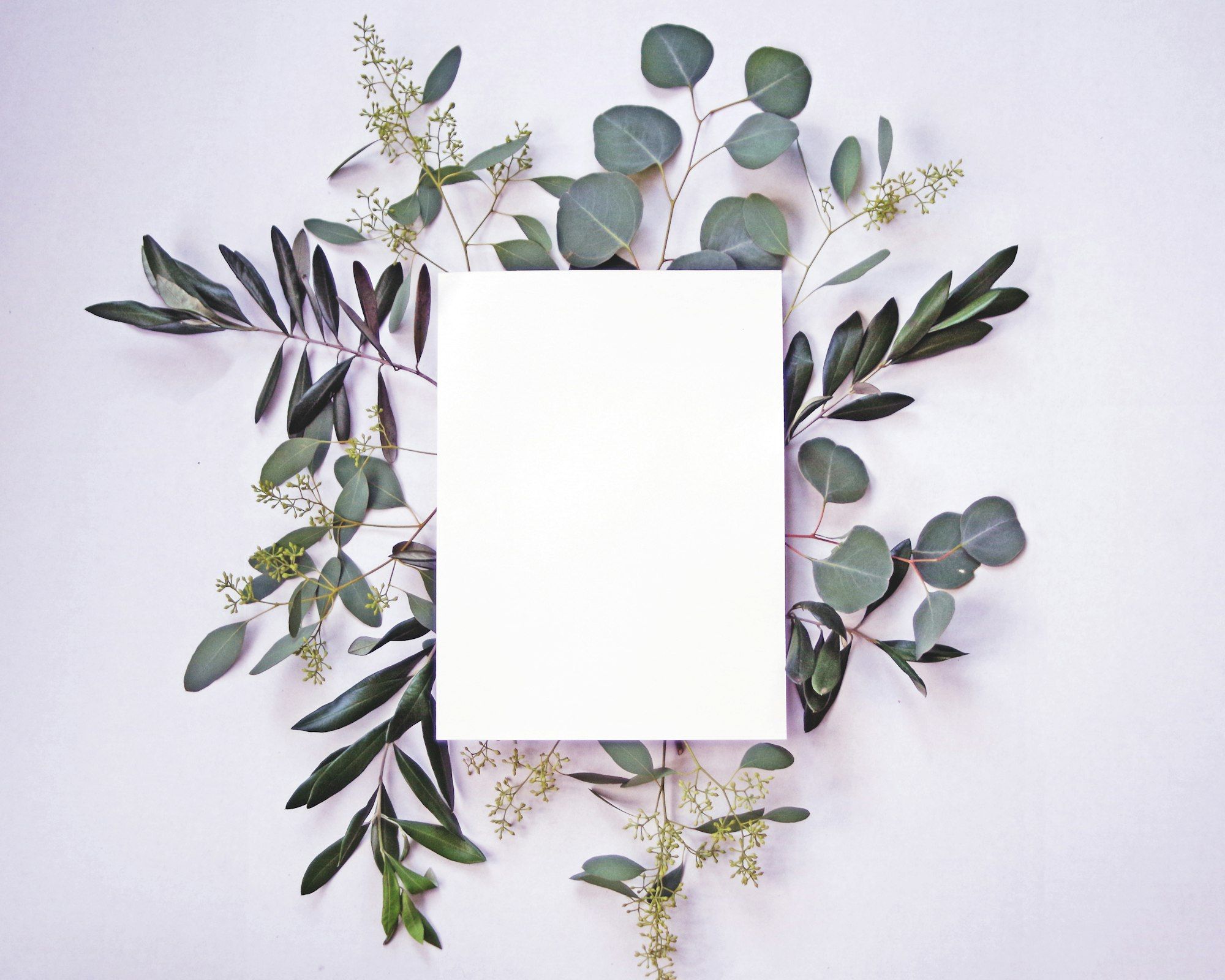Blank white card lying on a pale surface, framed by eucalyptus and olive branches arranged around all four edges