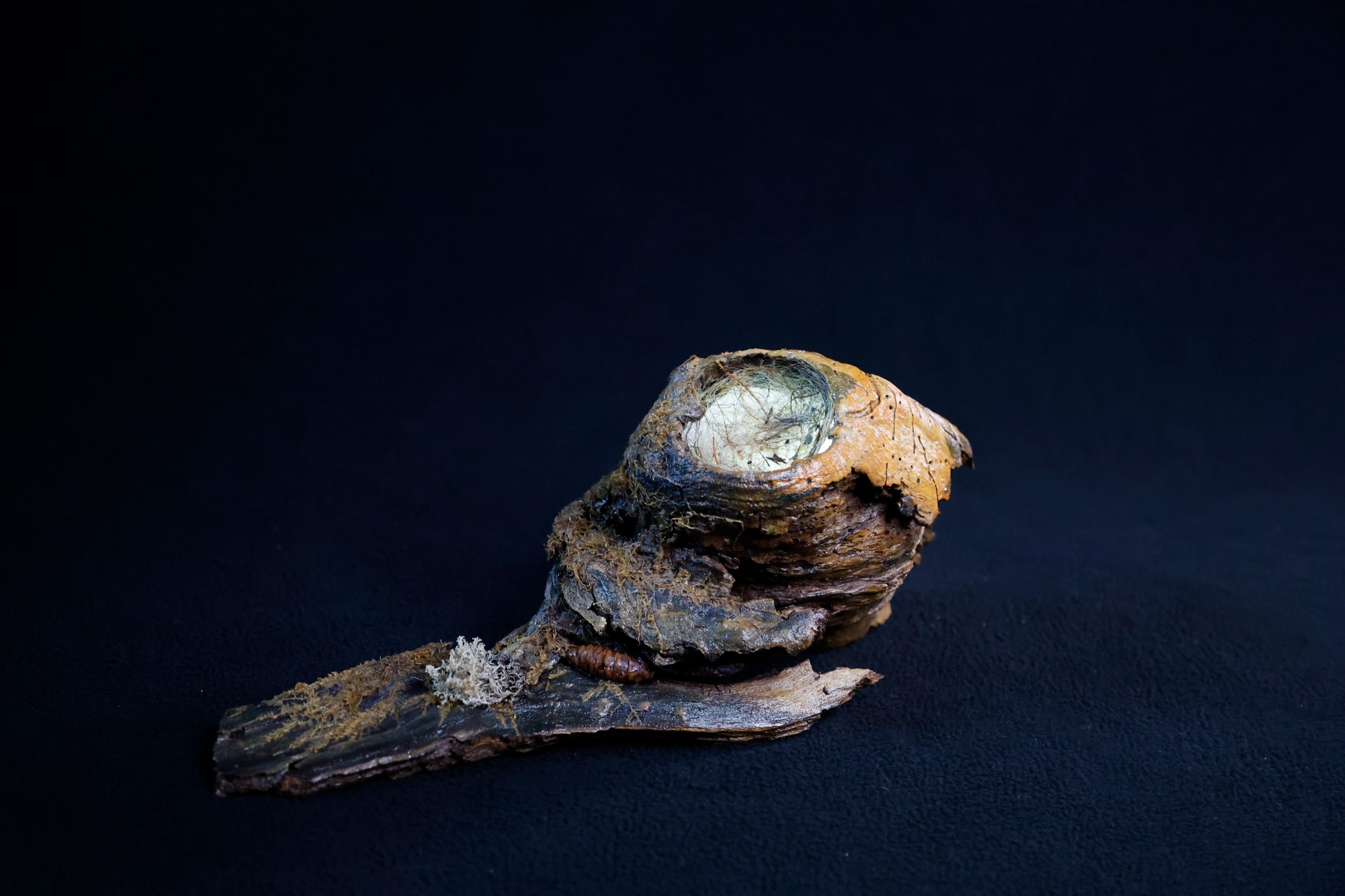 Snail House, 2026