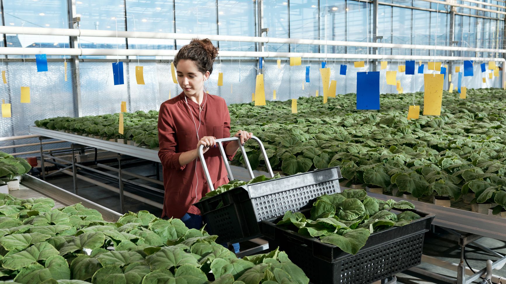 Photograph of a worker picking fresh produce in a greenhouse