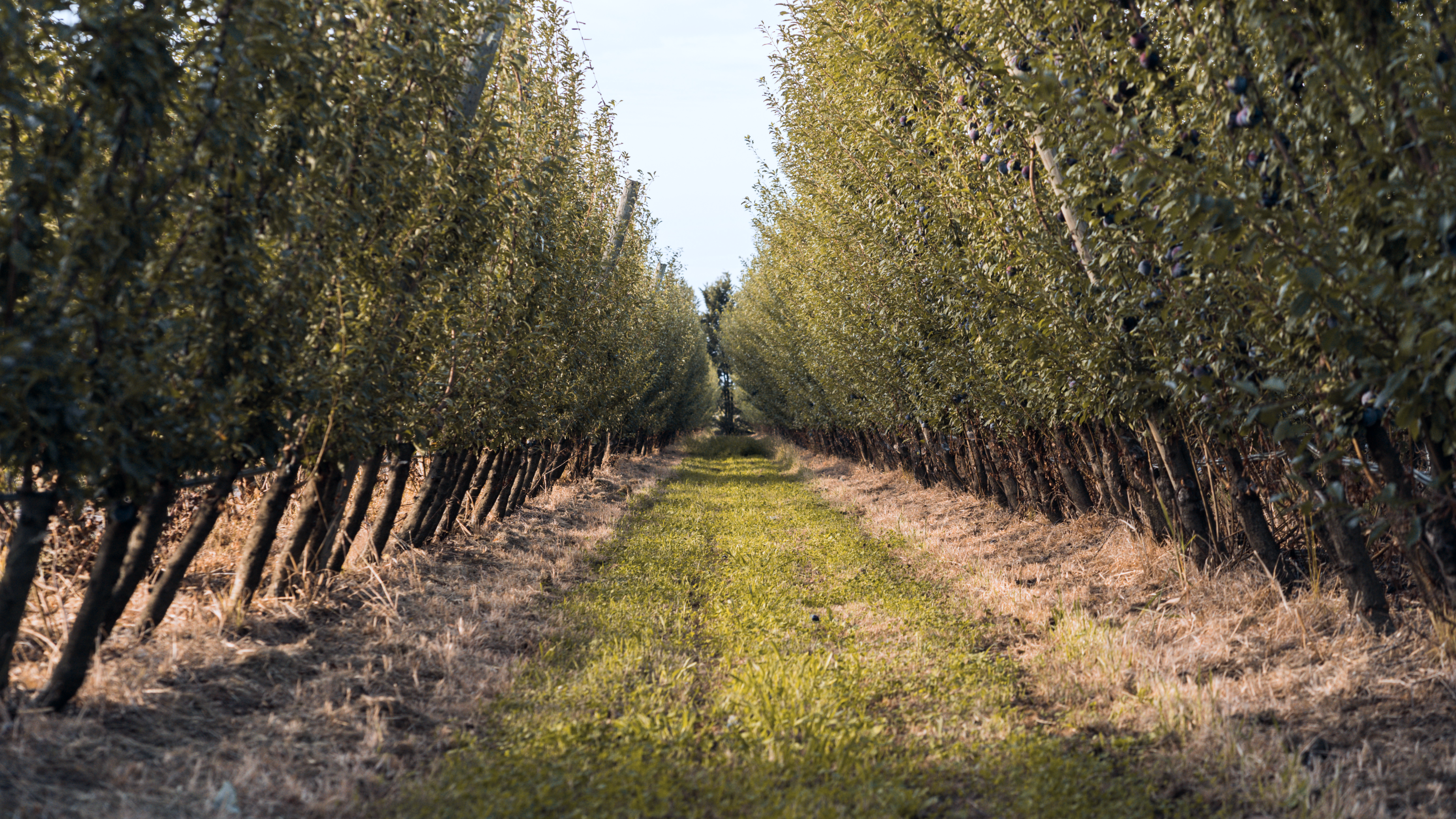 Photograph between rows in a green orchard