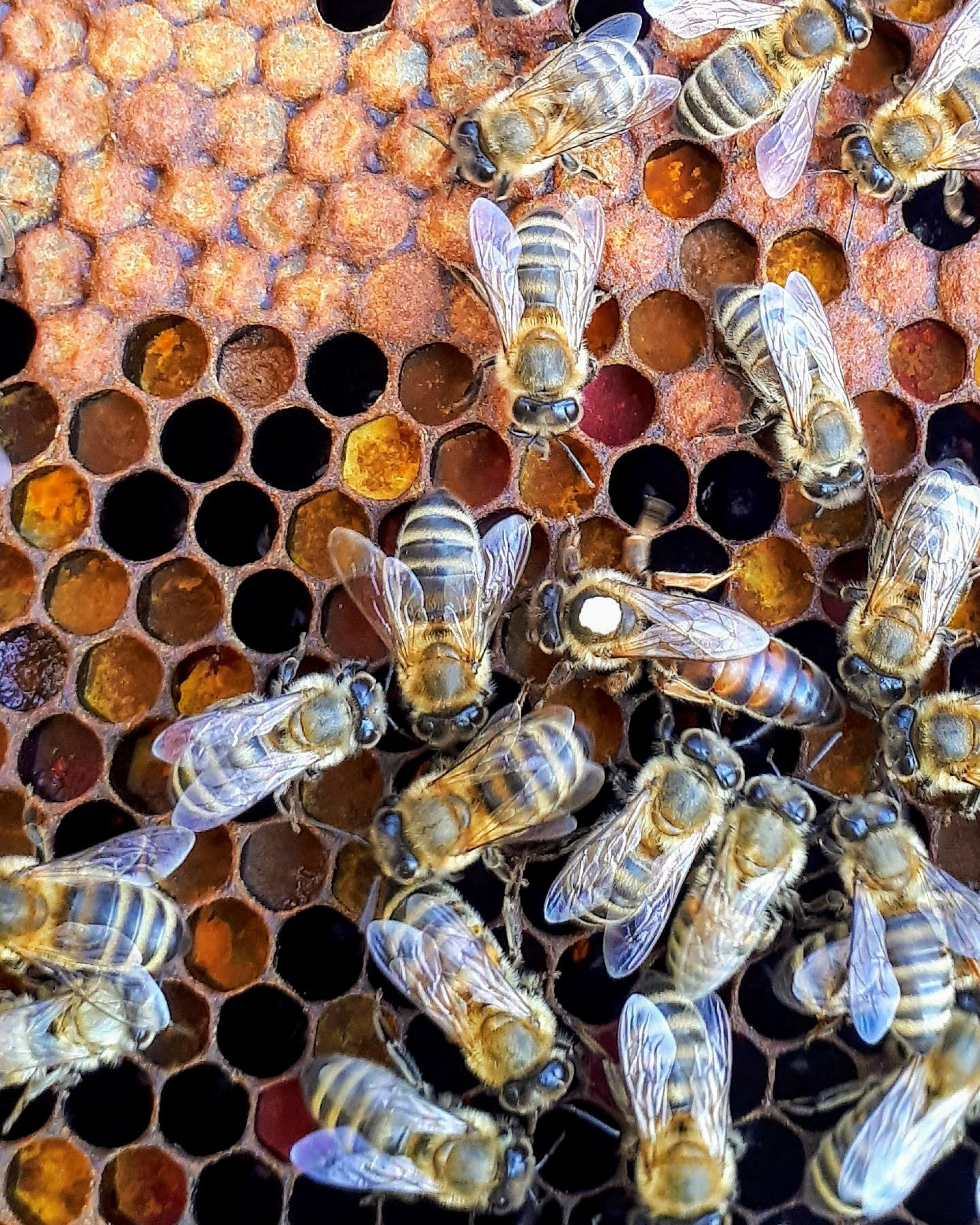A closeup image of bees on a honeycomb