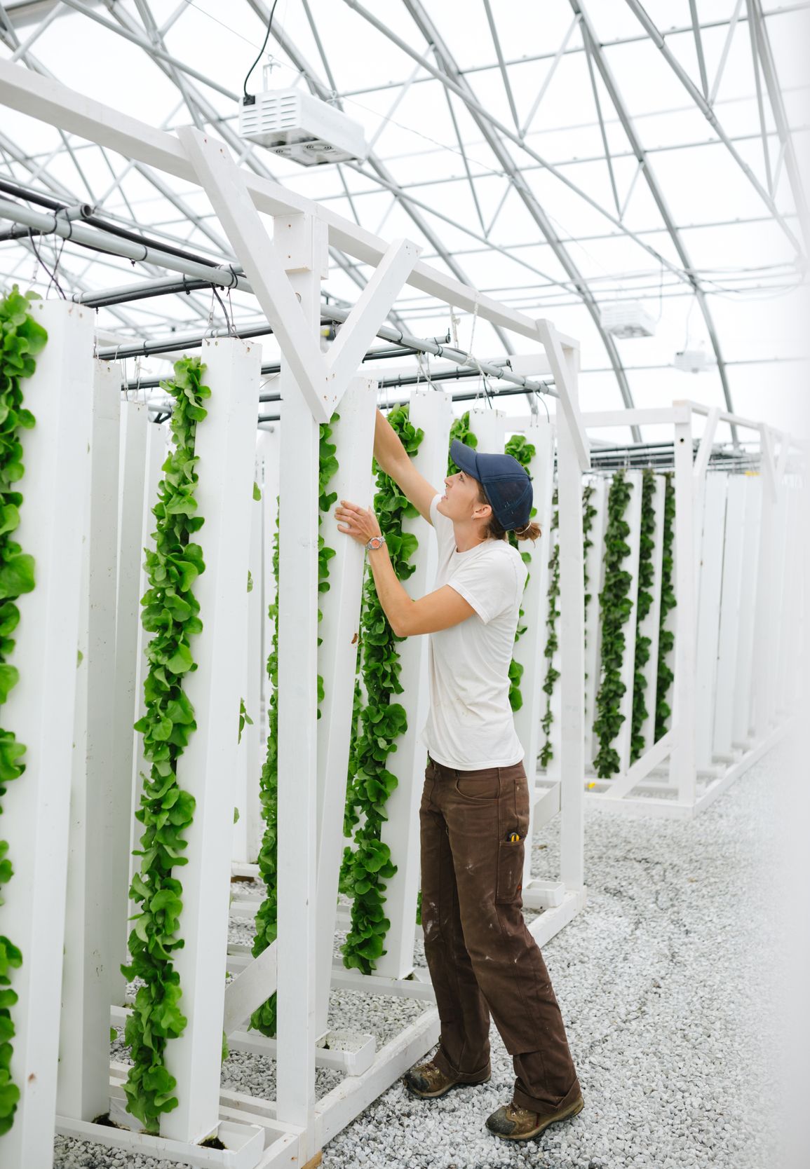A farmer checking crops growing inside of a greenhouse