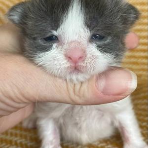 Jaliins Rebecka Gro | Hona 2 veckor | Blå med vitt A03| Under utvärdering intresse kan visas