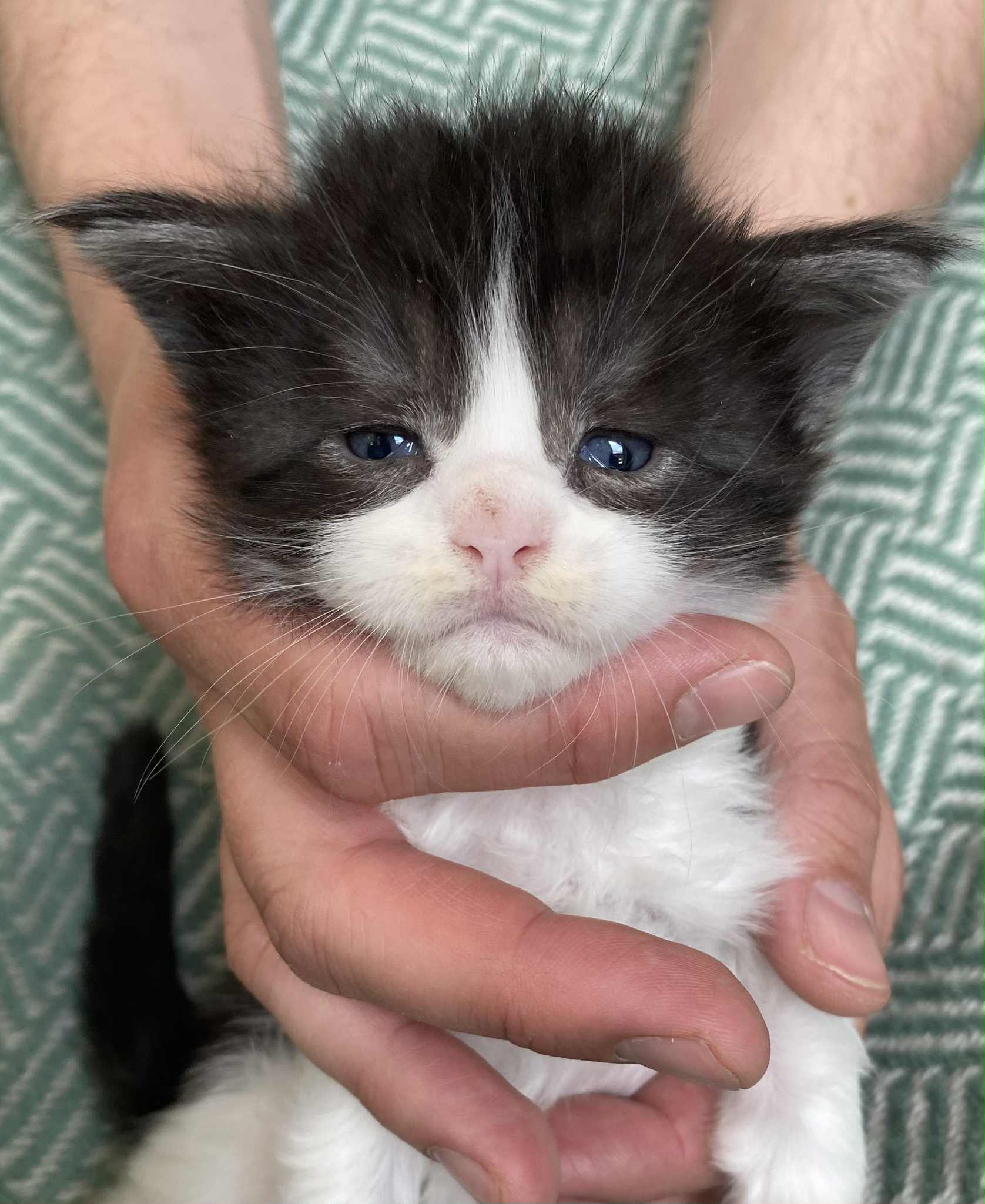 Jaliins Sverre | Hane 3 veckor | svartsmoke med vitt NS03 | Under utvärdering intresse kan visas