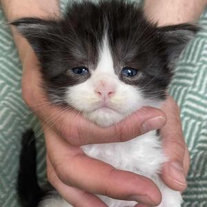 Jaliins Sverre | Hane 3 veckor | svartsmoke med vitt NS03 | Under utvärdering intresse kan visas