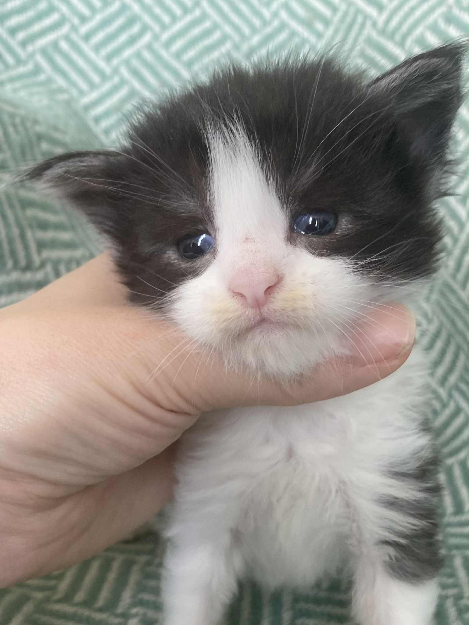 Jaliins Arnulf | hane 3 veckor | svartsmoke med vitt NS03| Under utvärdering intresse kan visas