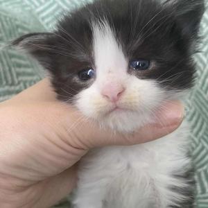 Jaliins Arnulf | hane 3 veckor | svartsmoke med vitt NS03| Under utvärdering intresse kan visas