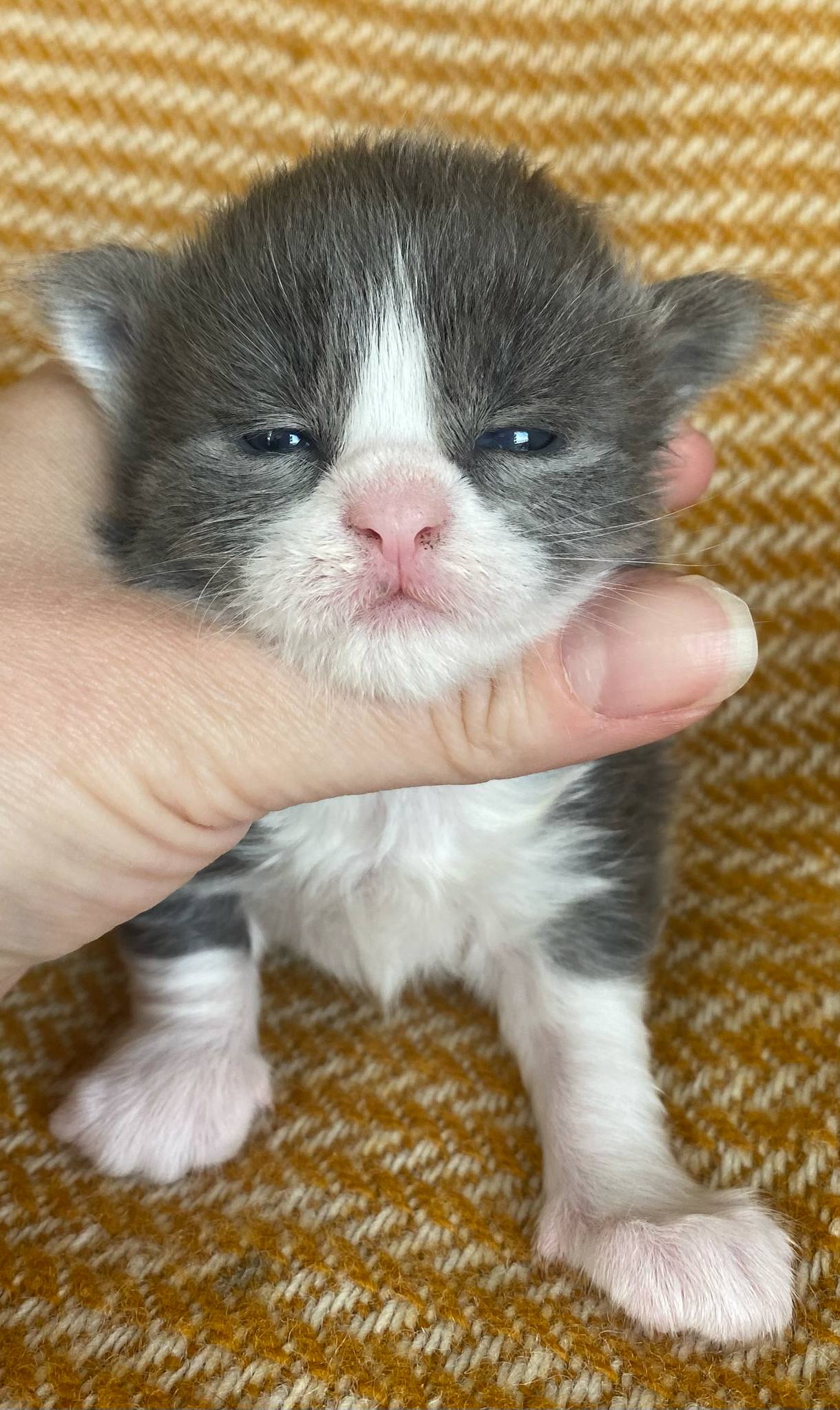 Jaliins Snefrid | Hona 2 veckor | Blå med vitt A03| Under utvärdering intresse kan visas