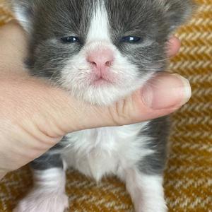 Jaliins Snefrid | Hona 2 veckor | Blå med vitt A03| Under utvärdering intresse kan visas