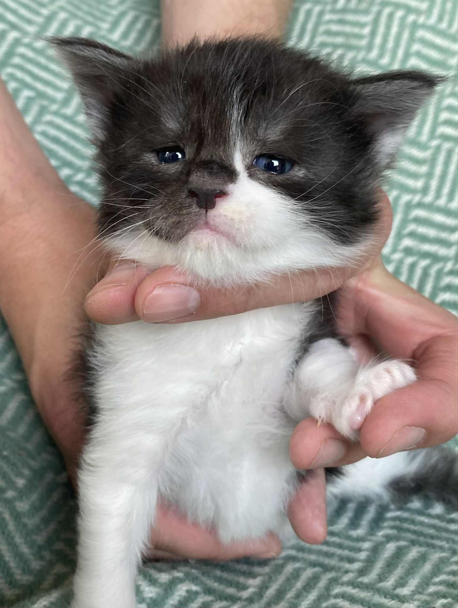 Jaliins Truls | Hane 3 veckor | svartsmoke med vitt NS03| Under utvärdering intresse kan visas