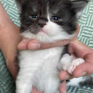 Jaliins Truls | Hane 3 veckor | svartsmoke med vitt NS03| Under utvärdering intresse kan visas