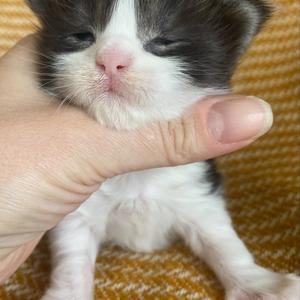 Jaliins Sverre | Hane 2 veckor | svartsmoke med vitt NS03 | Under utvärdering intresse kan visas