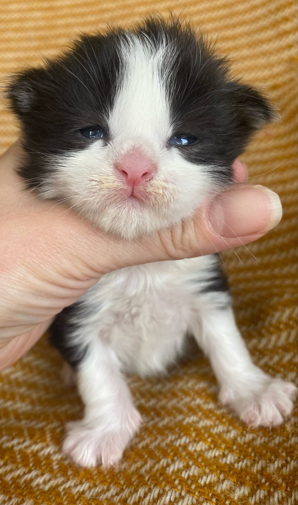 Jaliins Halfdan | Hane 2 veckor | svart med vitt N03| Under utvärdering intresse kan visas