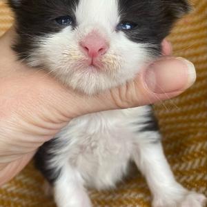 Jaliins Halfdan | Hane 2 veckor | svart med vitt N03| Under utvärdering intresse kan visas