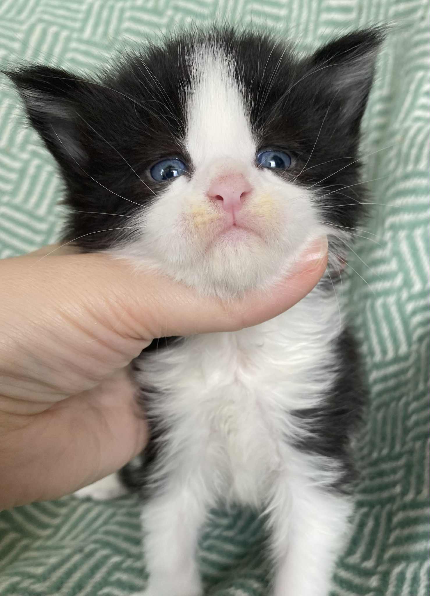 Jaliins Halfdan | Hane 3 veckor | svart med vitt N03| Under utvärdering intresse kan visas