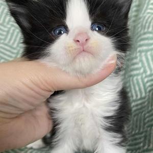 Jaliins Halfdan | Hane 3 veckor | svart med vitt N03| Under utvärdering intresse kan visas