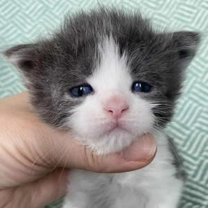 Jaliins Rebecka Gro | Hona 3 veckor | Blå med vitt A03| Under utvärdering intresse kan visas